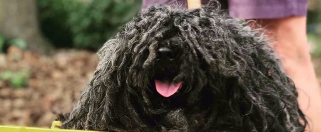 Dog's Mop Halloween Costume