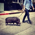 Summer Fun: Pigs on Leashes