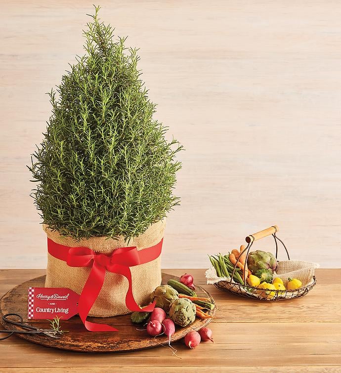 Holiday Rosemary Tree Best Live Tabletop Christmas Trees 2021
