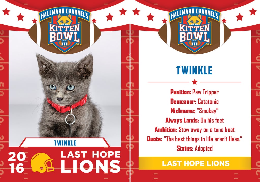 Kitten Bowl 2016