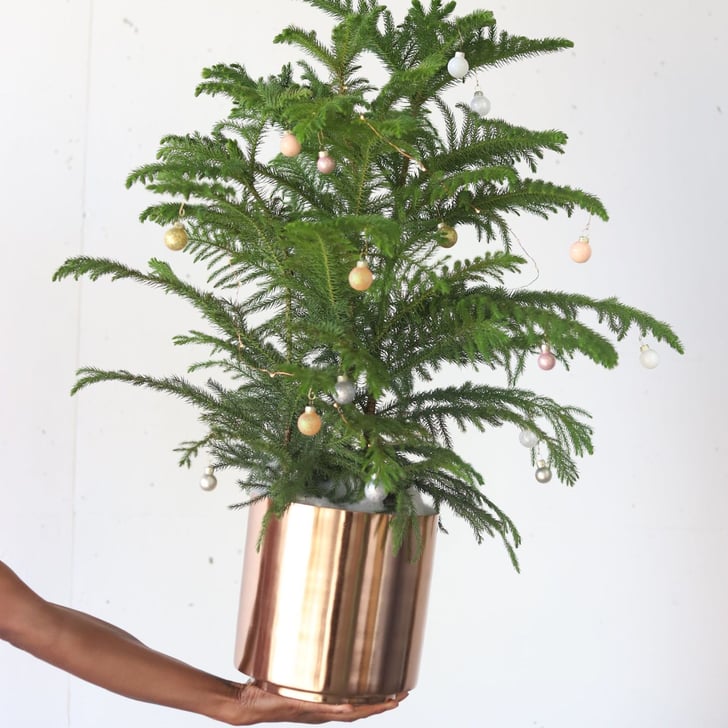 Farmgirl Flowers Falalala on 5th (Ave) Tree Best Live Tabletop Christmas Trees 2019 POPSUGAR