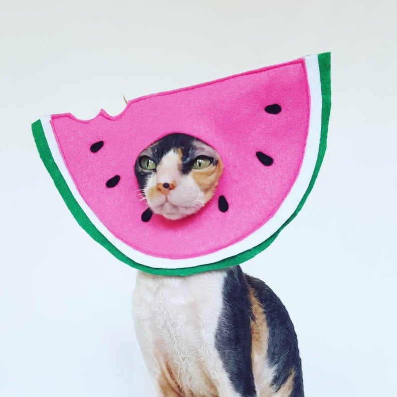 Watermelon Cat Hat Costume