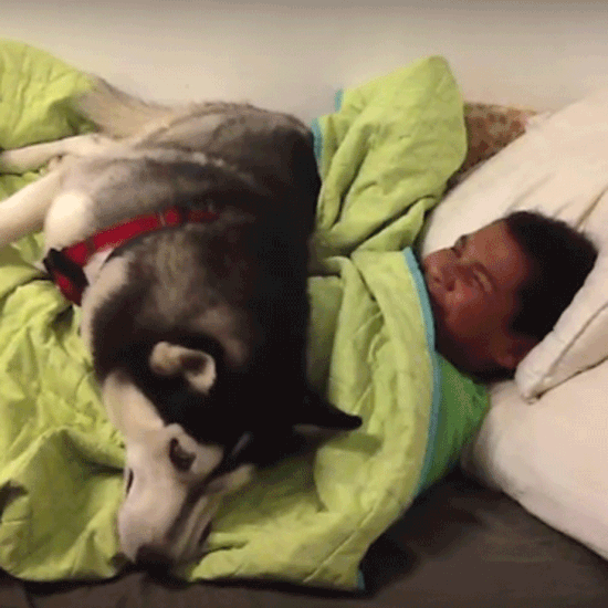 Husky Refuses to Let Boy Get Out of Bed