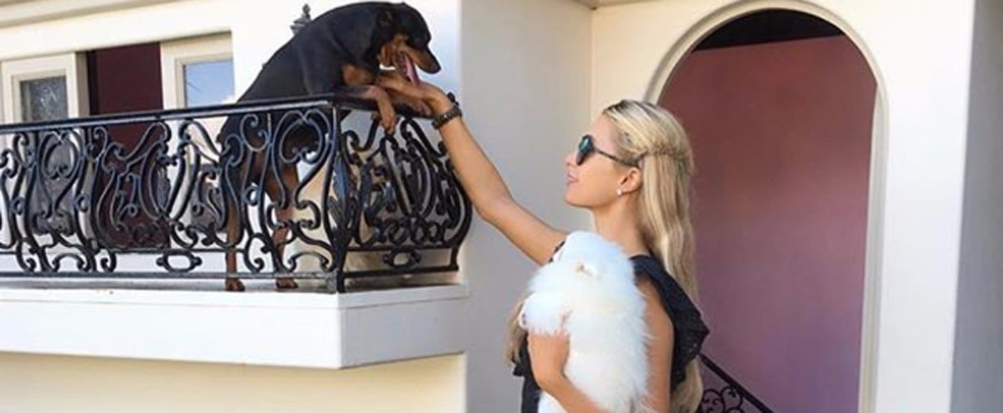 Paris hilton dogs deals house