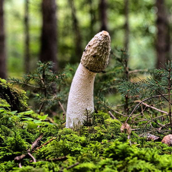 为什么阴茎是蘑菇状的?