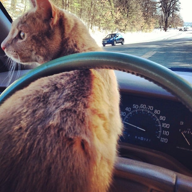 Excuse me, no one likes a backseat driver.
Source: Instagram user samanthastiletto