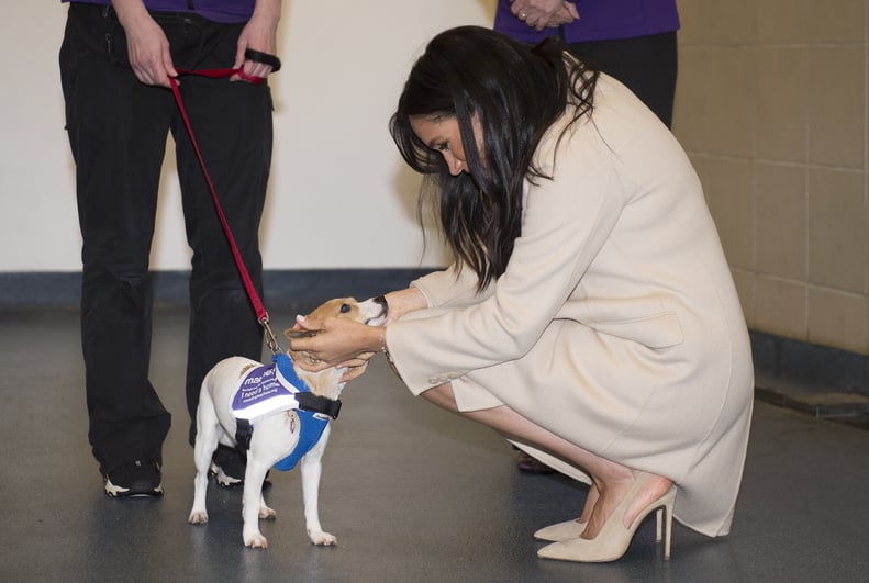 LONDON, ENGLAND - JANUARY 16:  Meghan, the Duchess of Sussex meets a Jack Russell called 