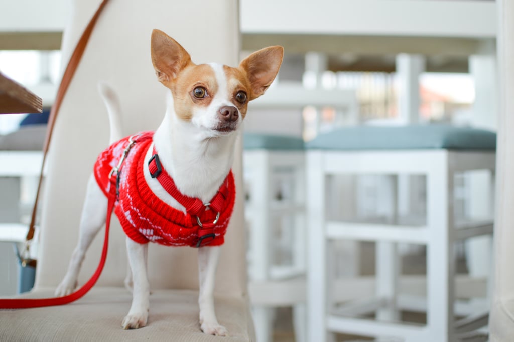 Related:

            
            
                                    
                            

            This Singing Puppy Will Make You Wish There Was a Pet Version of The Voice