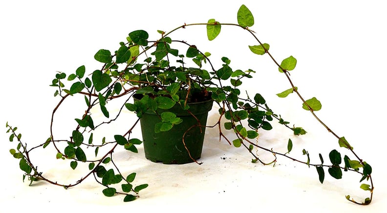 Creeping Fig Plant