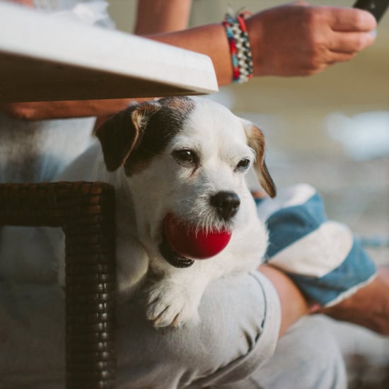 Thanksgiving Tips For Dog Owners