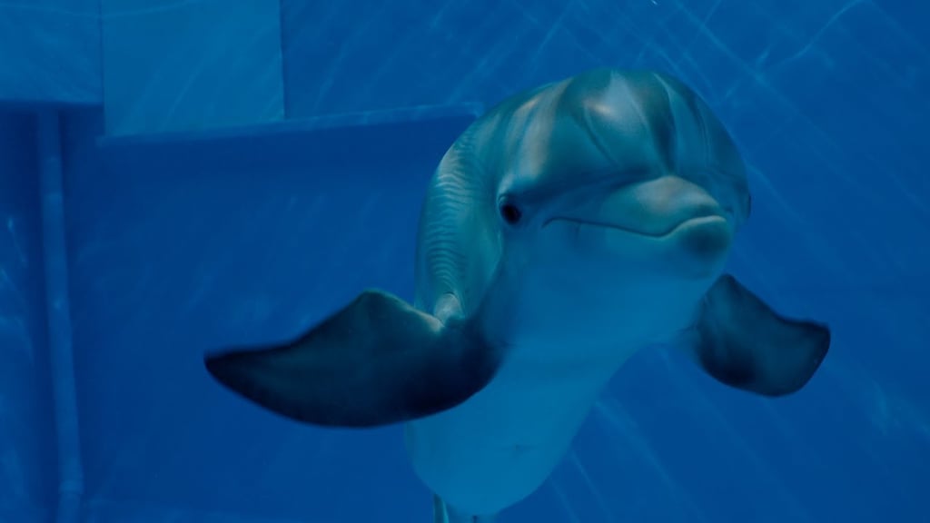 Dolphin Tale 2