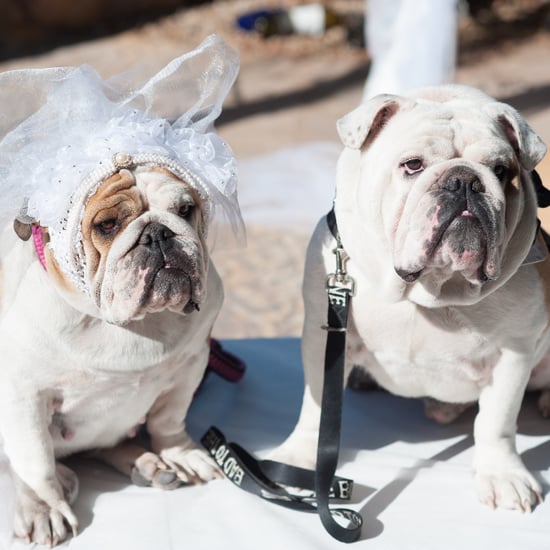 The Dog Wedding Movie Contest