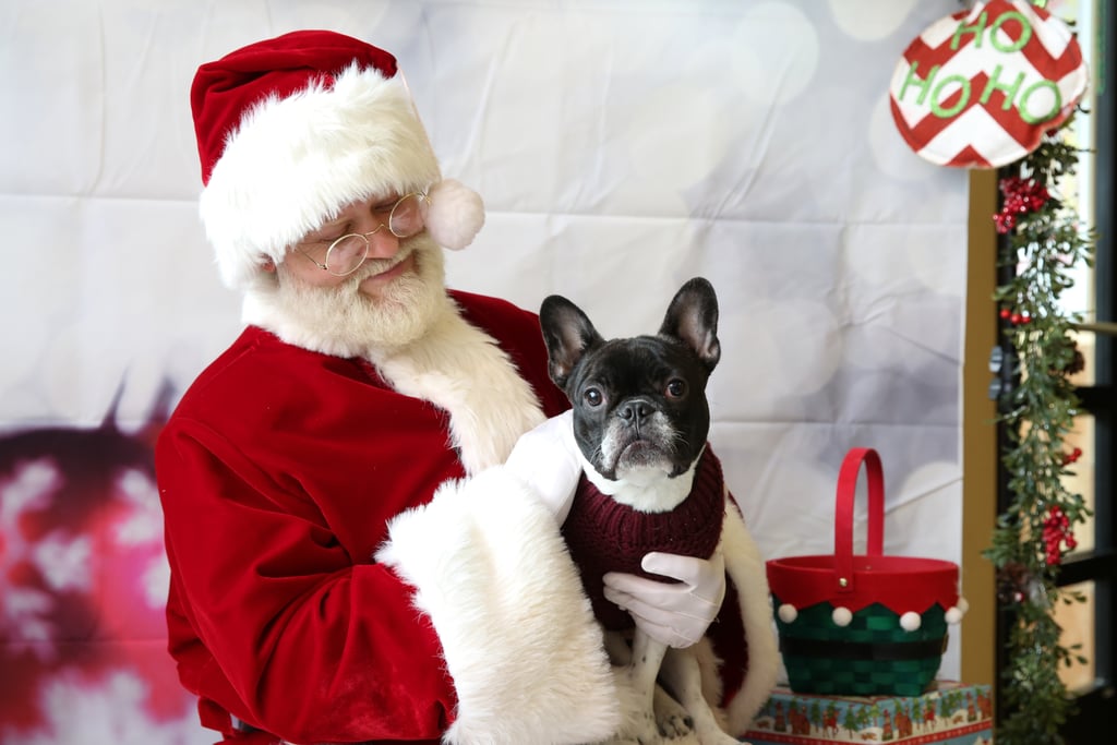 Pets Meeting Santa POPSUGAR Pets