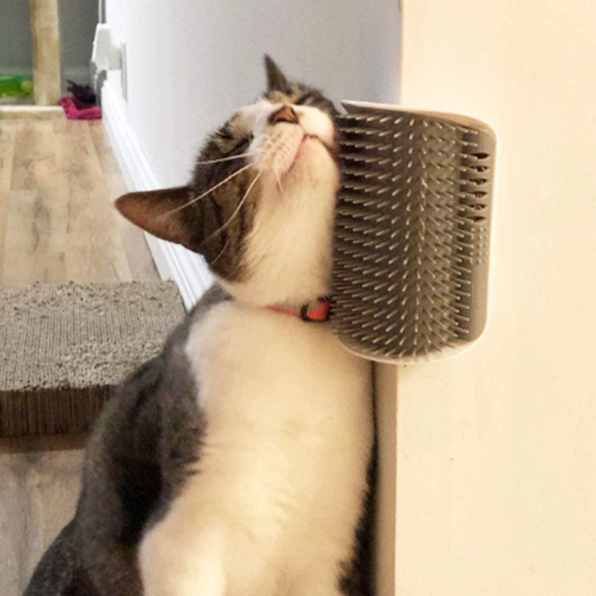 cat corner face scratcher