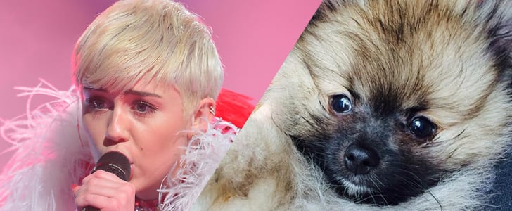 Miley Cyrus Gets a New Puppy After Floyd's Death | Picture