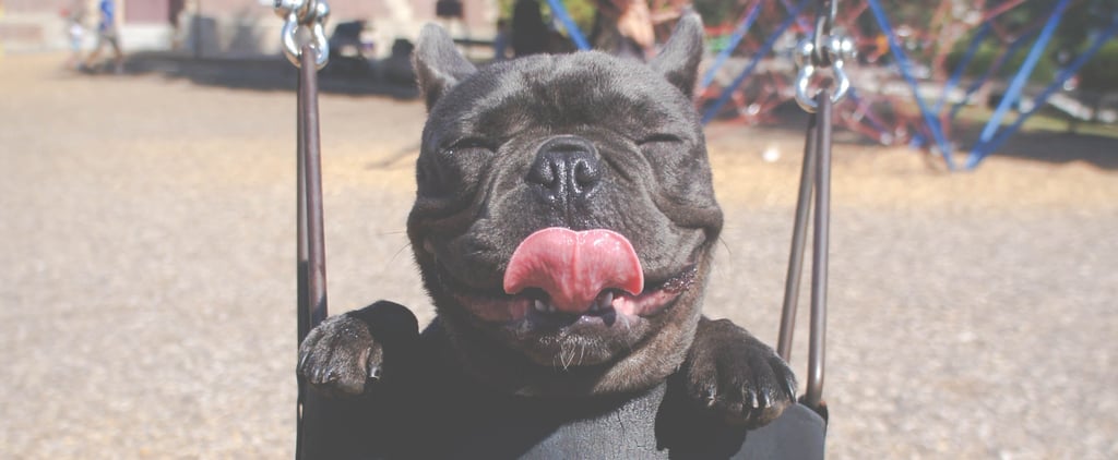 Best Dog Names 2019