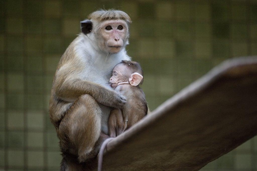 Baby Macaque Pictures