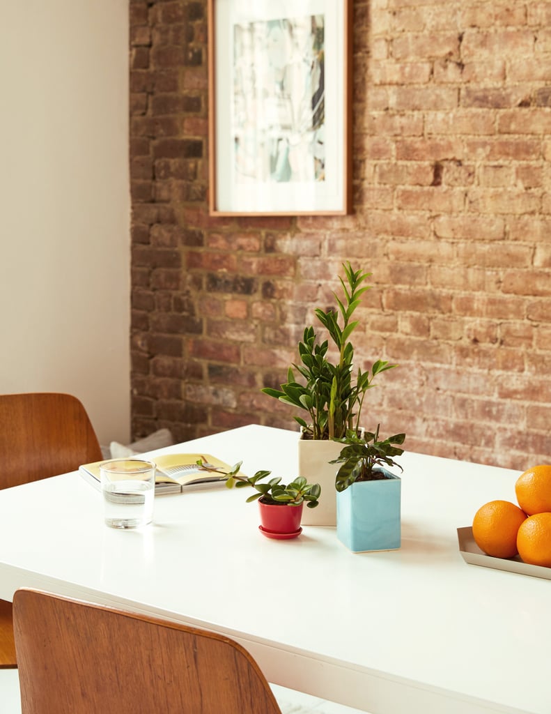 ZZ Plant Best Office Desk Plants POPSUGAR Home Photo 18