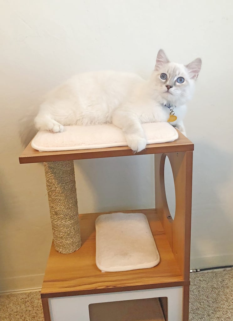 The Best Cat House From Amazon POPSUGAR Smart Living