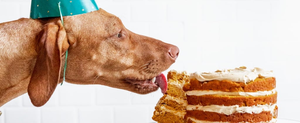 Birthday Cake Recipes and Ideas For Dogs