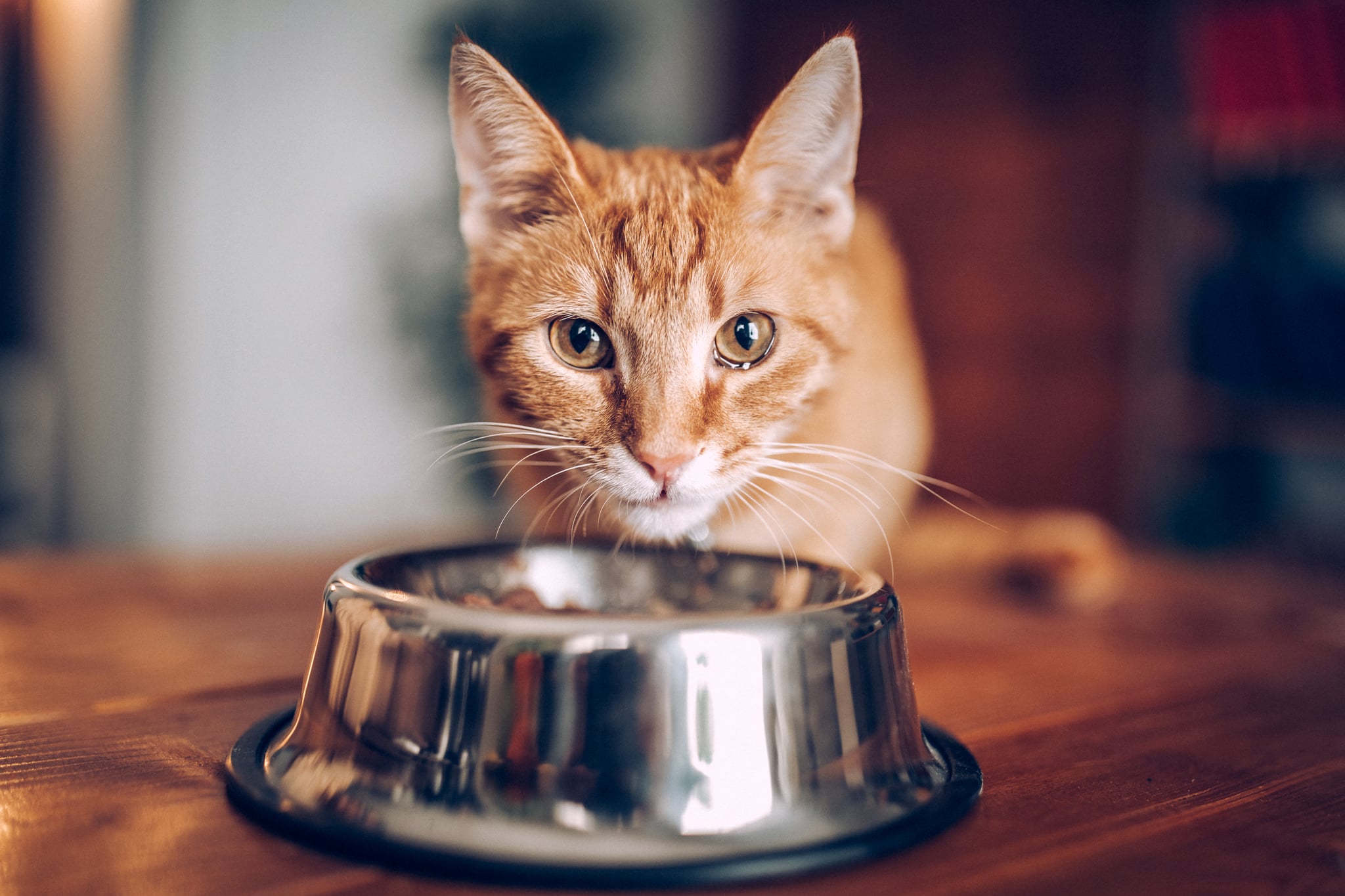 Cat eating out of bowl