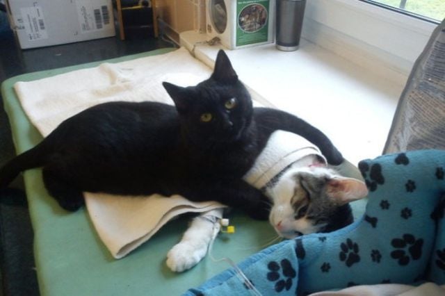 Polish Nurse Cat