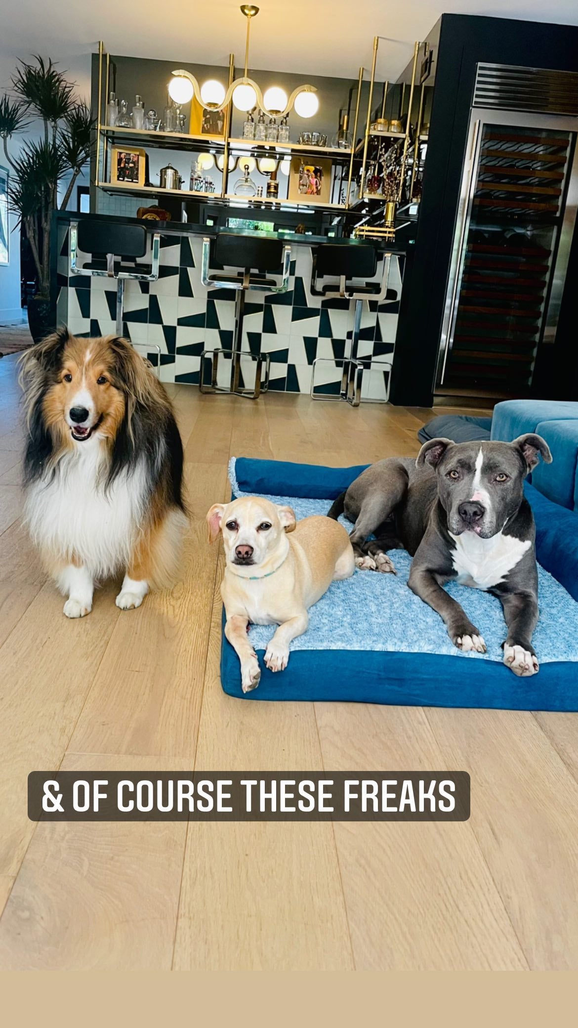 how many dogs does miley cyrus have