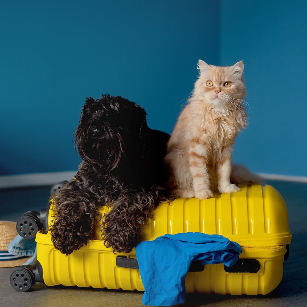 Premium Pet Products on Amazon Usually Only Found in Specialty Stores