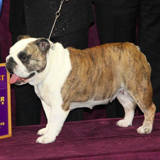 2016 Westminster Kennel Club Dog Show Group Winners