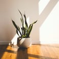 15 Houseplants That Can (Literally) Clean Your House