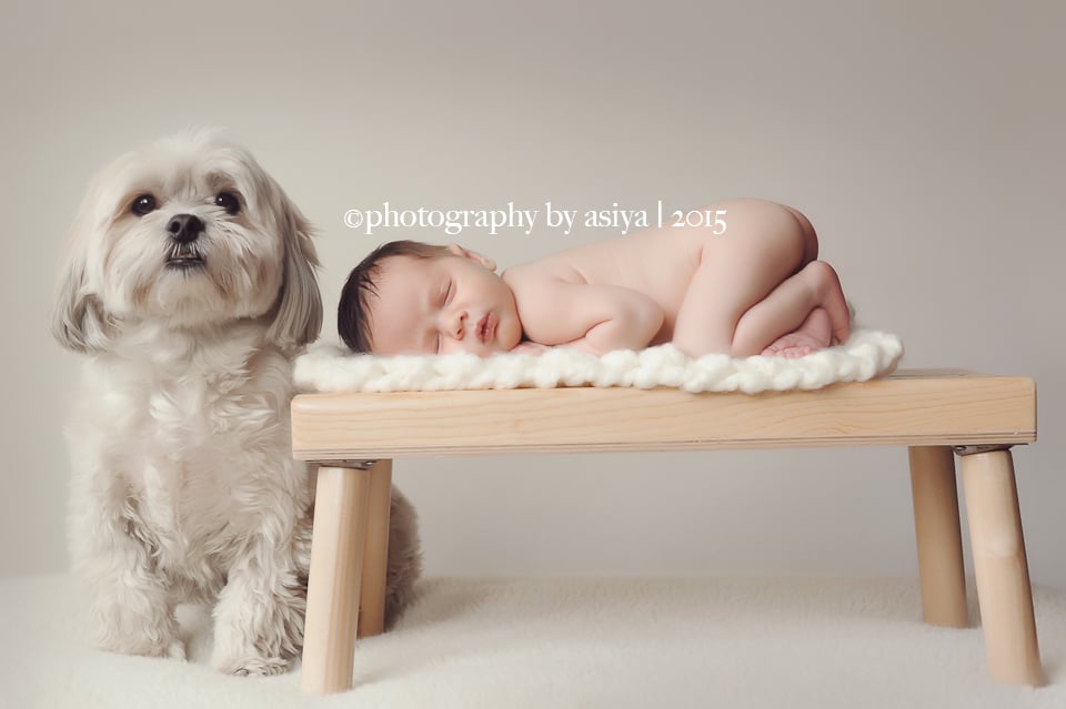 Adorable Newborn and Pet Photos
