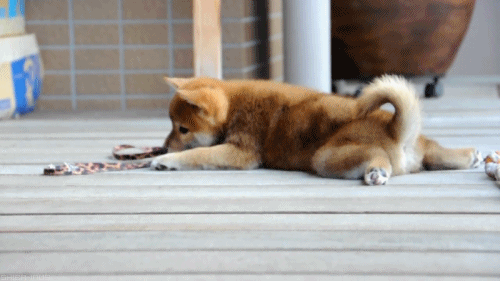 25 Hilarious Dog GIFS to Celebrate National Dog Day (And Your