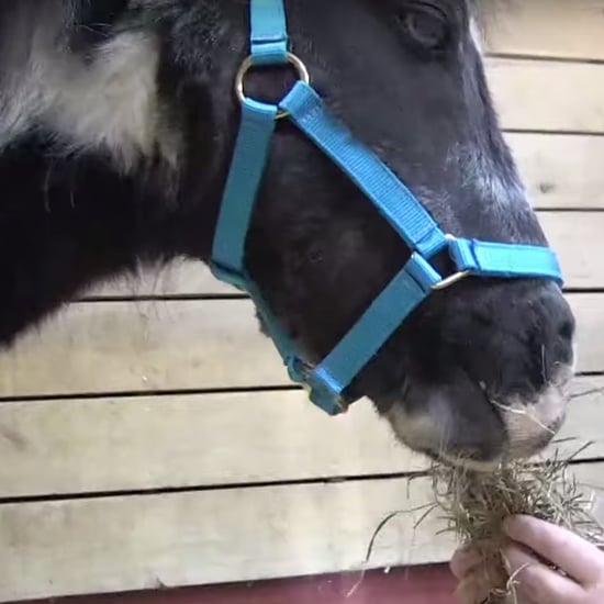 PETA Rescues Abandoned Pony