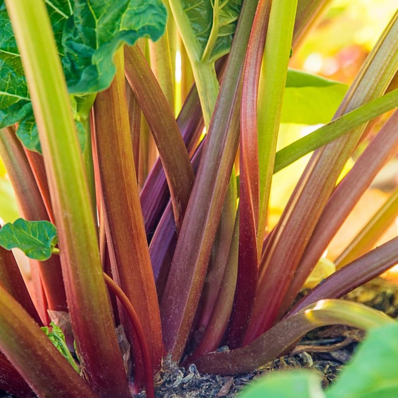 Rhubarb