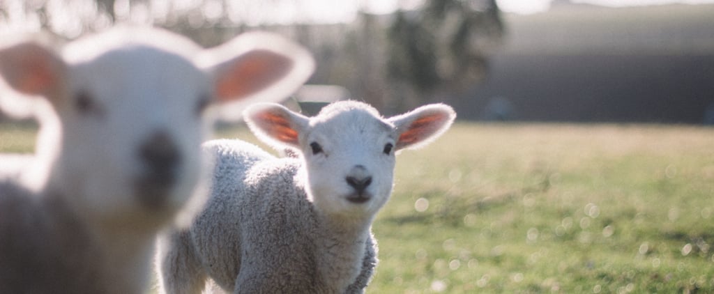 Personal Essay on Becoming Vegan