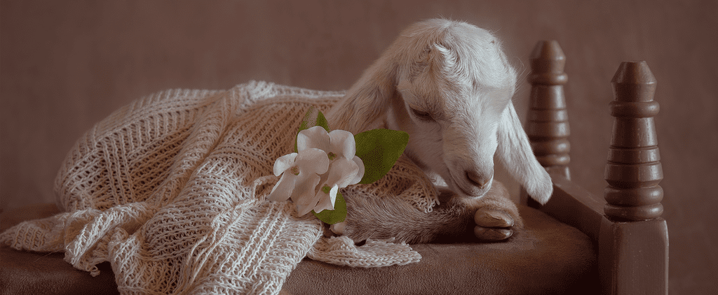 Photos of Newborn Baby Goats