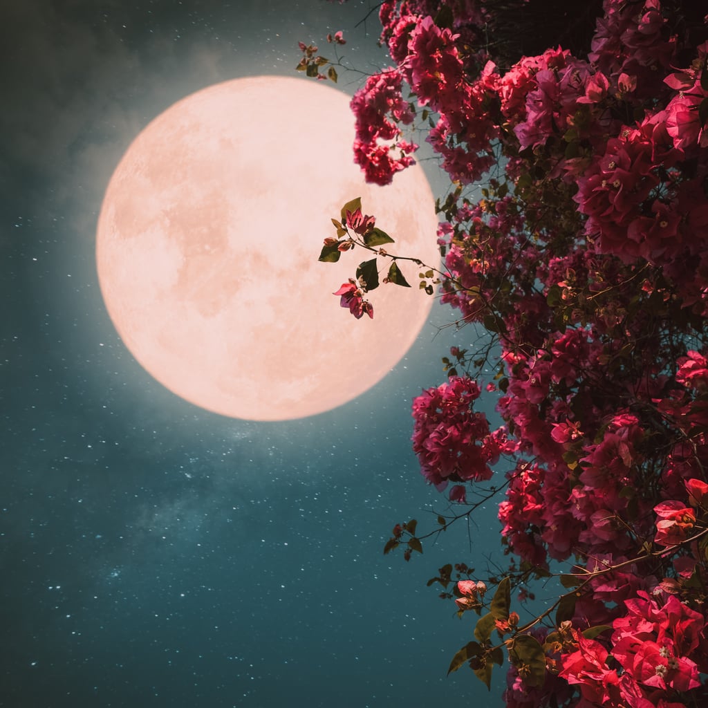 How to Get the Most Out of April's Pink Moon, According to an Astrologer