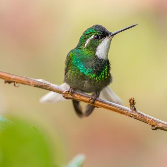 How to Attract Hummingbirds