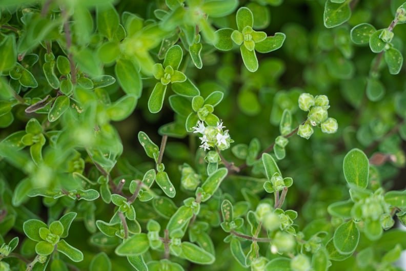 Sweet Marjoram