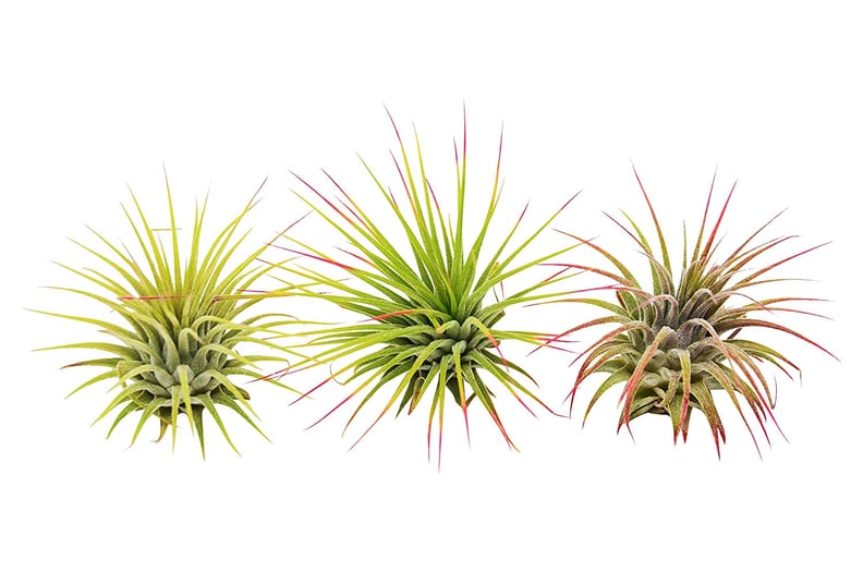 Air Plant