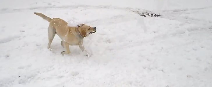 Dogs Chasing Showflakes I Video
