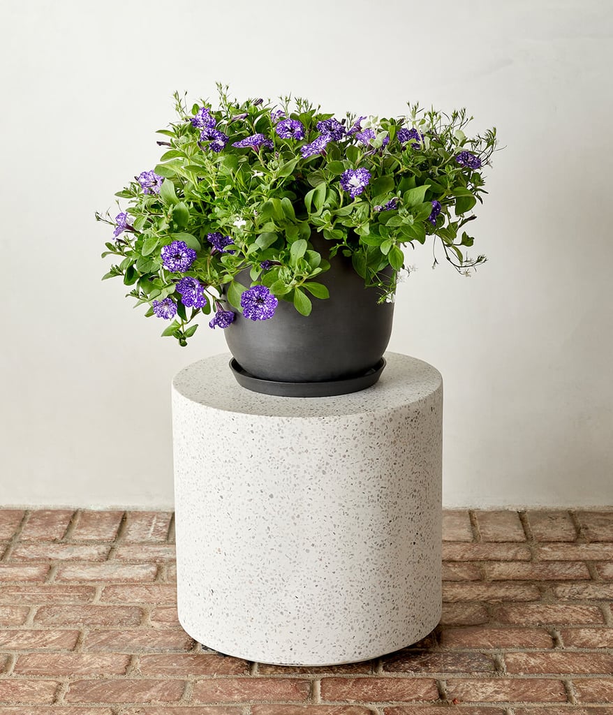 Purple Petunia, White Lobelia, and Silver Licorice Combination Kit