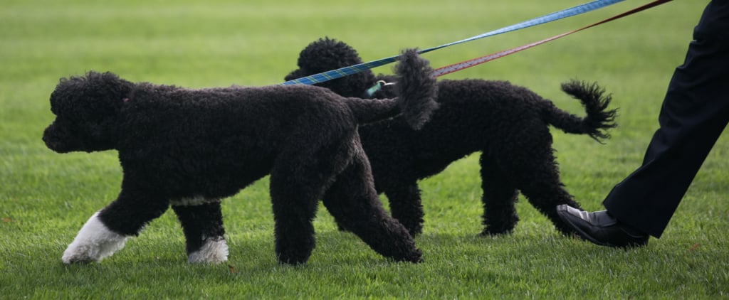 Presidents' Pets