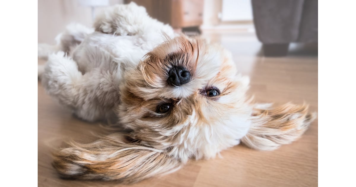 Pictures of Dogs Making Funny Faces POPSUGAR Pets Photo 17