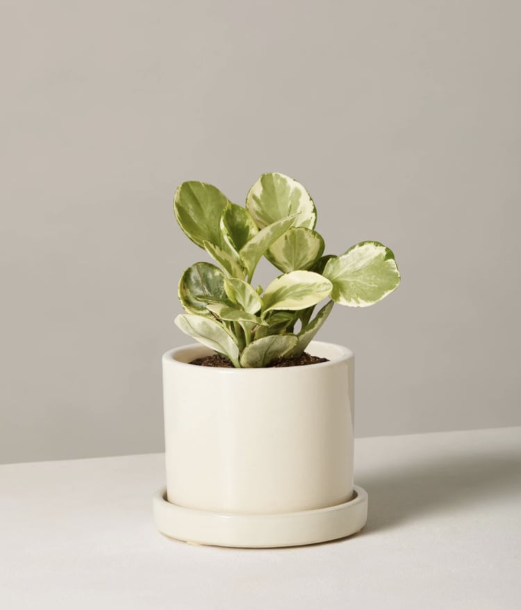 Peperomia Plant