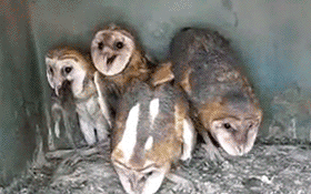 The Creepy, Laughing Owls