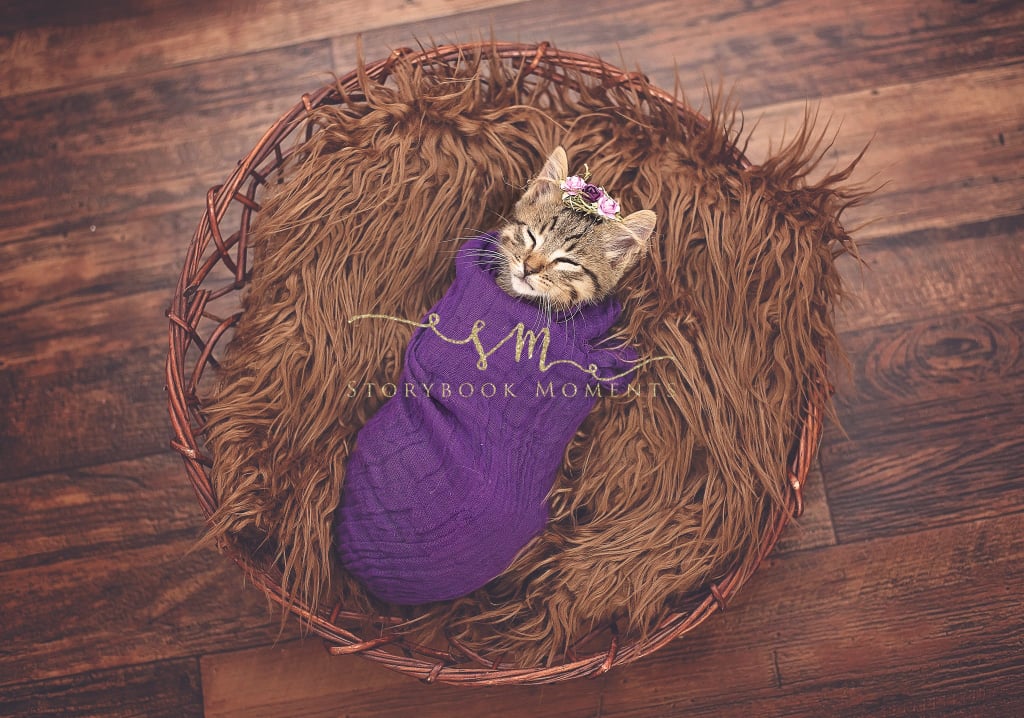 Kitten Photo Shoot