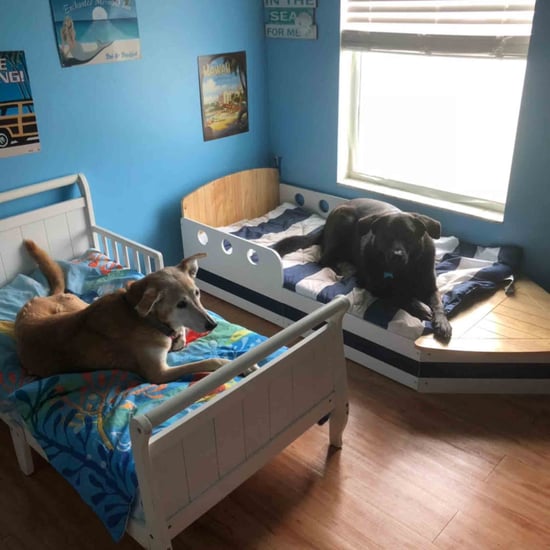 Mom Gives Rescue Dogs Their Own Beds