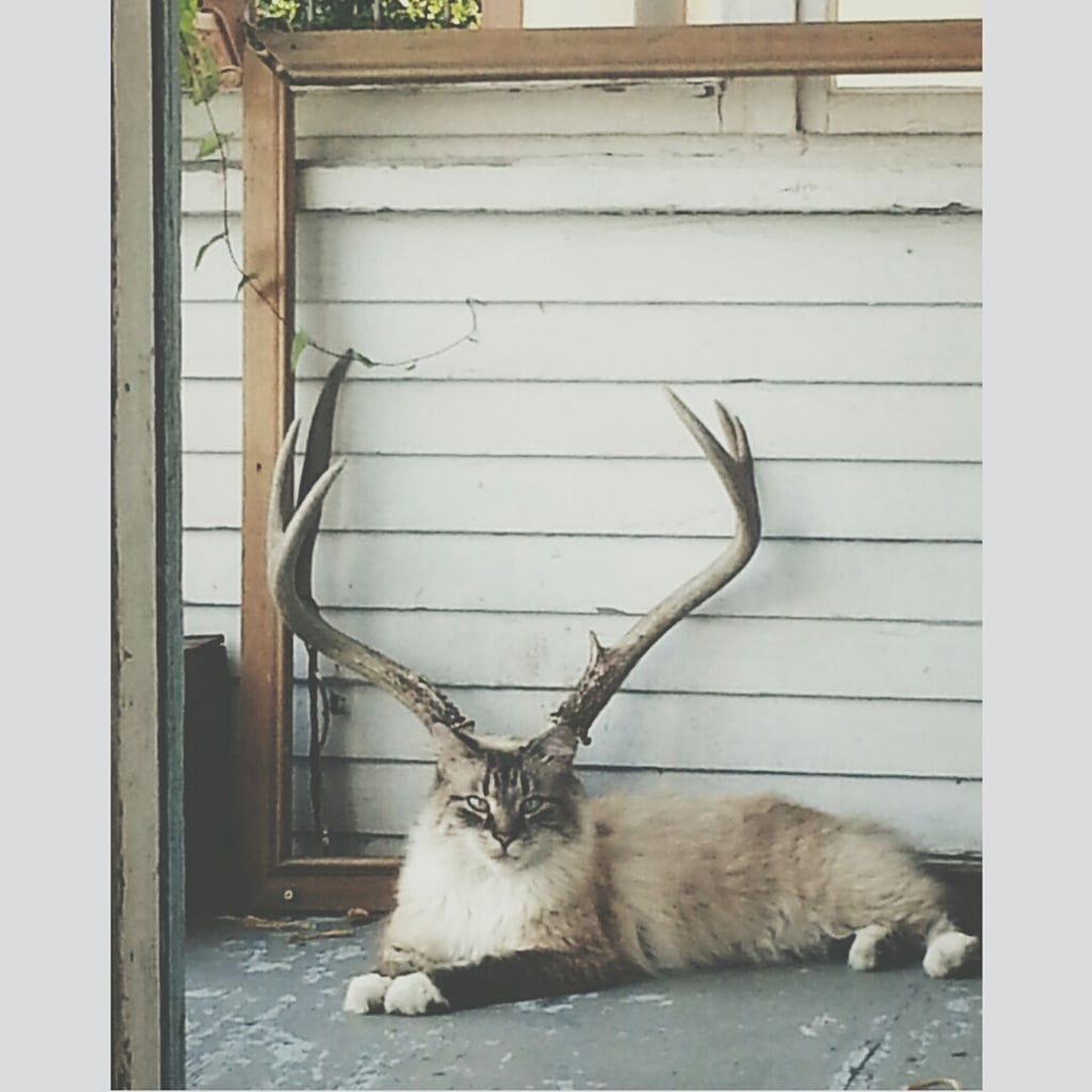 This Cat That Knows His Best Angle