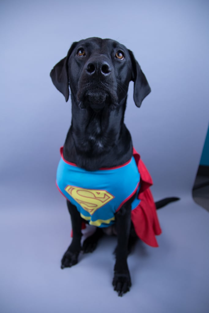 Pop-Culture-Inspired Halloween Costumes For Dogs